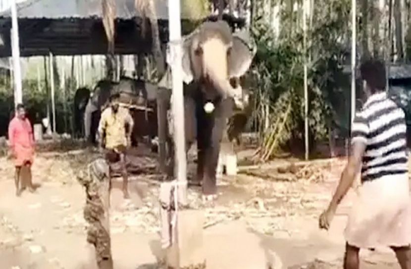 হাতি খেলছে ক্রিকেট, ভাইরাল ভিডিও 