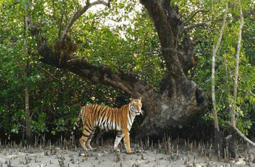 বাঘের আক্রমণে বাবার পর ছেলের মৃত্যু