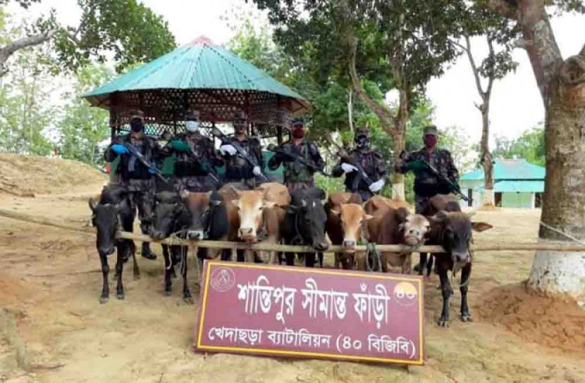 সীমান্তে চোরাই গরু আটক