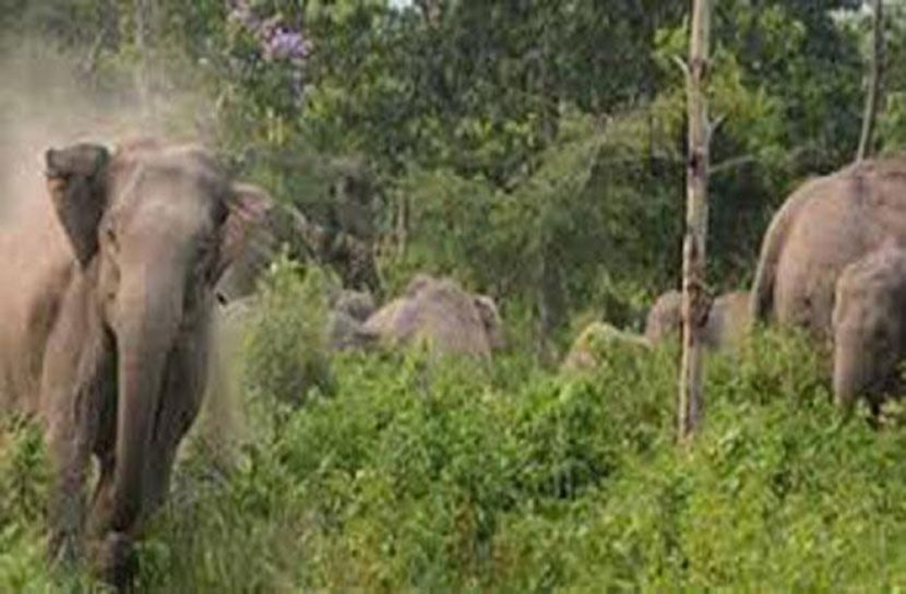 হাতির আক্রমণে রোহিঙ্গা যুবকের মৃত্যু