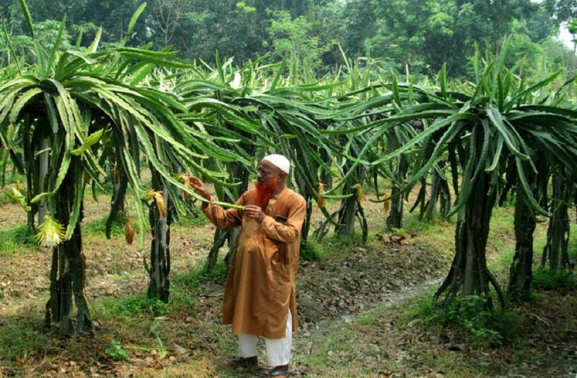 ড্রাগন চাষে সফল বাহার উদ্দিন