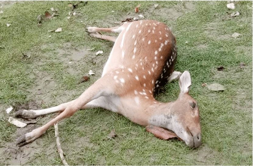 ইয়াসের প্রভাবে সুন্দরবনে ৪ হরিণের মৃত্যু