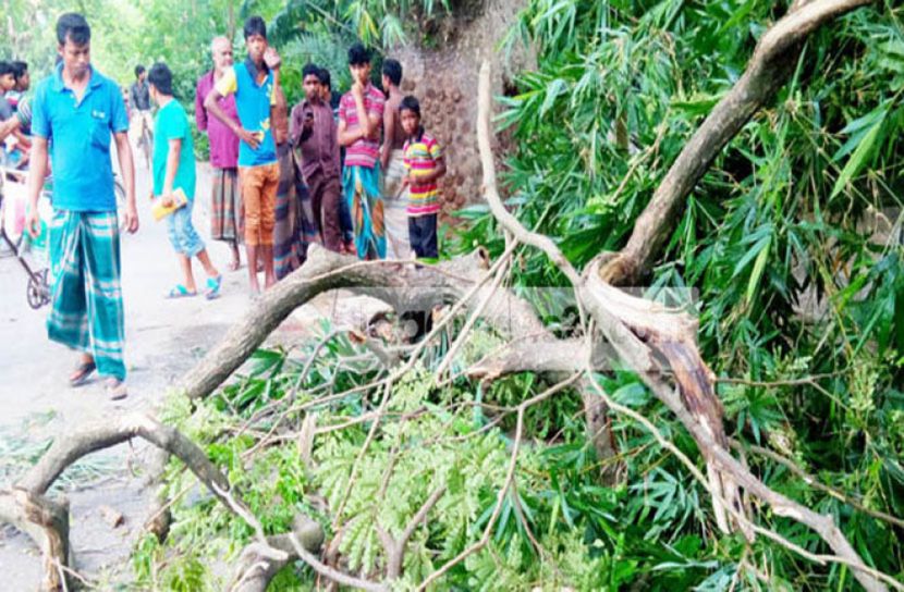 গাছের ডাল মাথায় পড়ে কিশোরের মৃত্যু