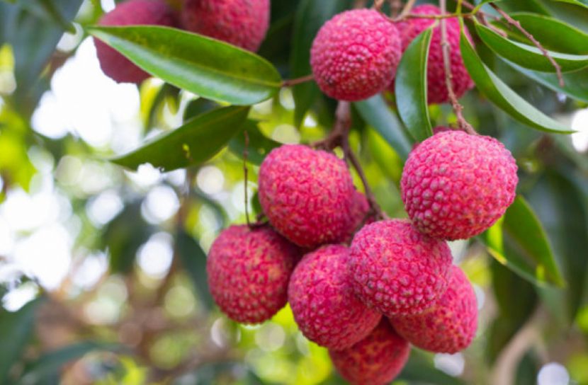 লিচুর এতো পুষ্টিগুণ!