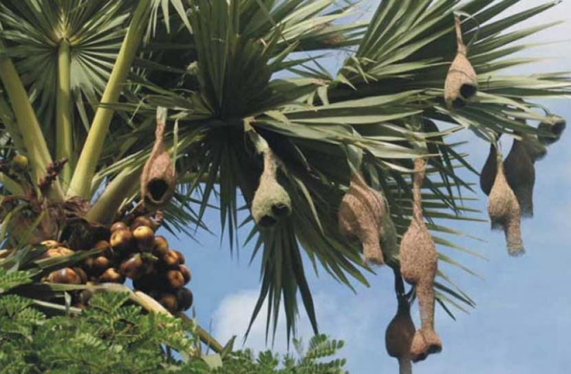 বিলুপ্তির পথে বাবুই পাখি