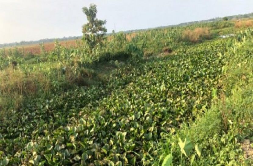 কোদালীছড়ায় কচুরিপানার বিশাল স্তুপ