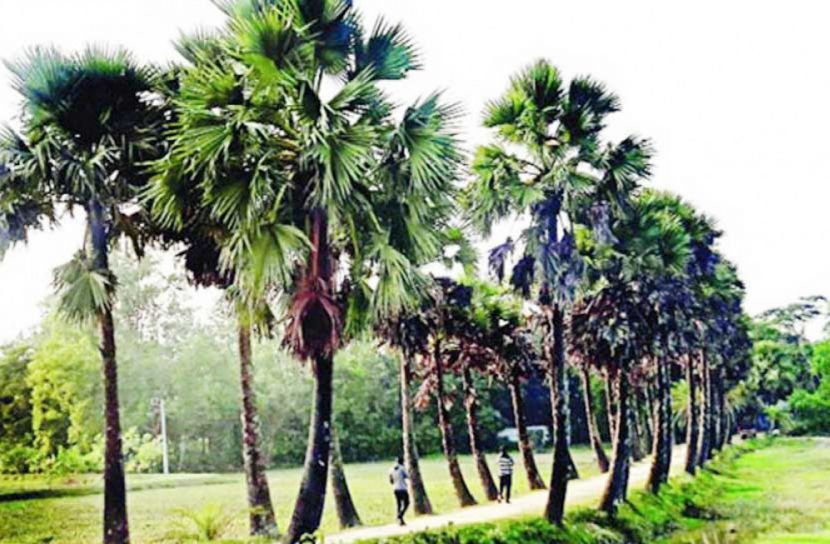 চৌদ্দগ্রামে সারি-সারি তালগাছ দৃষ্টি কেড়েছে সবার