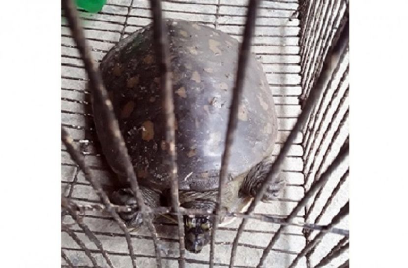 মৌলভীবাজারে মিলল `ফ্ল্যাপ শেলড' কচ্ছপ