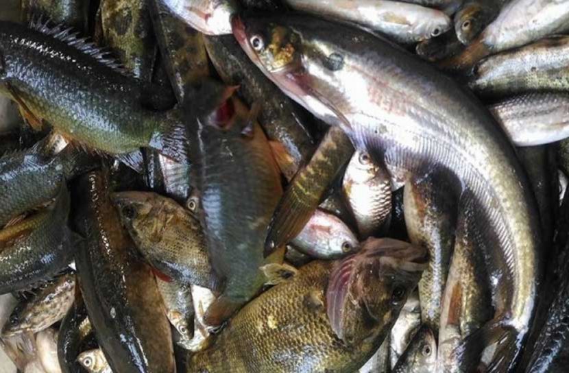 ফুরিয়ে যাচ্ছে দেশি মাছের ভান্ডার