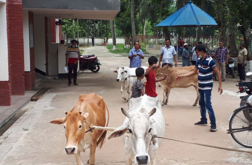 ২৮ দিন পর থানা থেকে মুক্তি পেল চার গরু