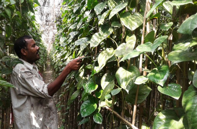 জৈব বালাইনাশকে সাফল্য পানচাষীদের