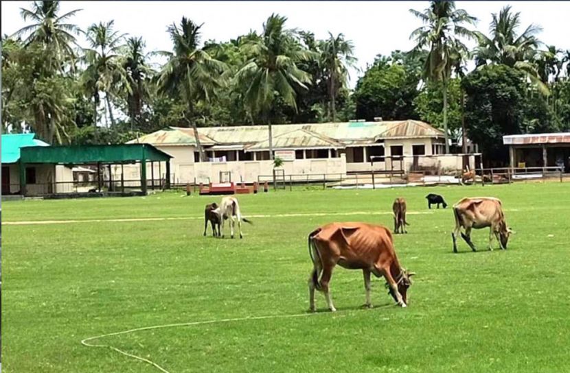 ক্রীড়া সংস্থার মাঠ গবাদি পশুর দখলে