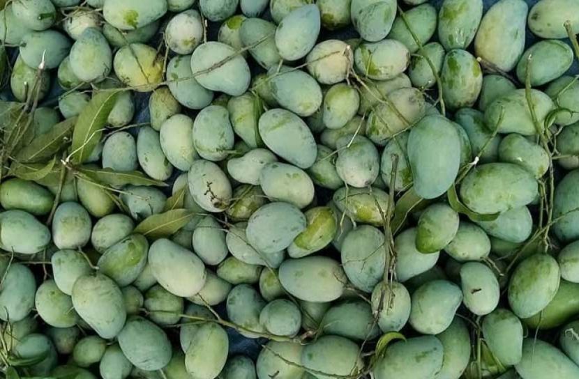 আম্রপালি ও রাঙ্গুইয়ের বাম্পার ফলন