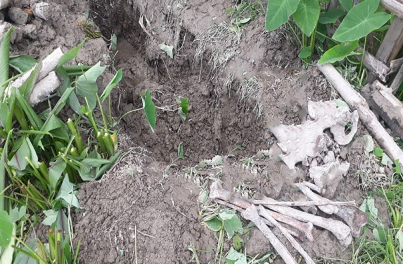 কবর থেকে মাথার খুলি চুরি