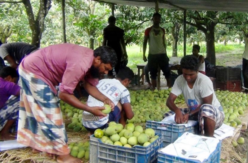 চাঁপাইয়ের আম যাচ্ছে সুইডেনে