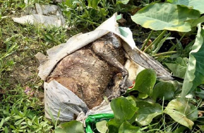 লাশ শনাক্ত করতে গিয়ে মিললো কুকুর