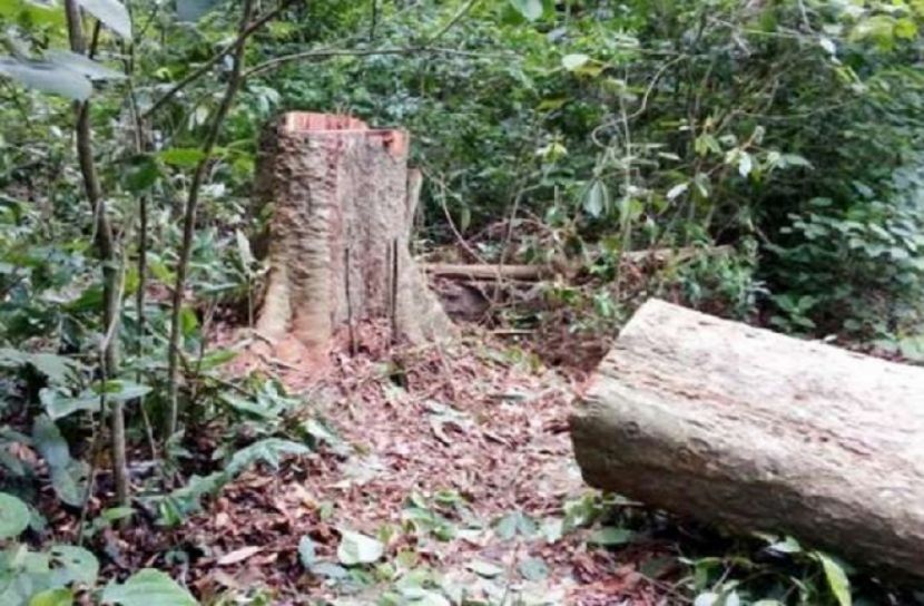 লাউয়াছড়া থেকে মূল্যবান গাছ চুরি