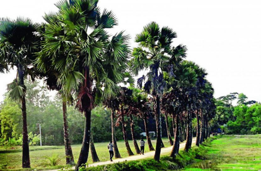 তালগাছ লাগাবে আওয়ামী লীগ