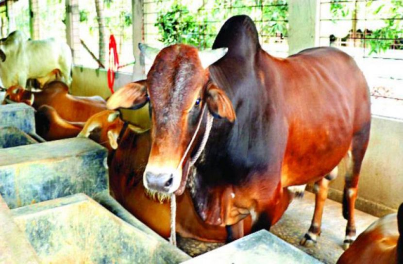 গরুনিয়ে বিপাকে খামারিরা 
