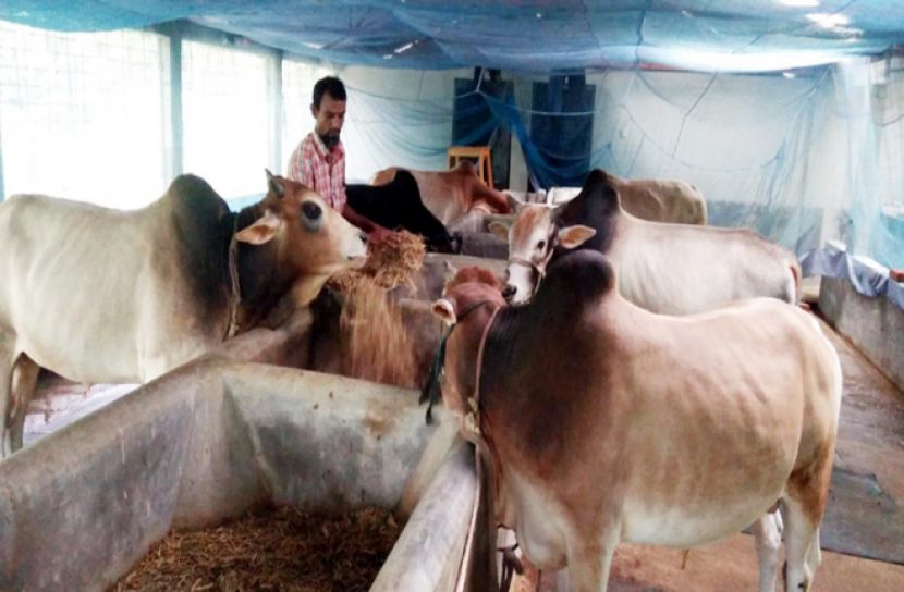 প্রস্তুত মৌলভীবাজারের খামারিরা