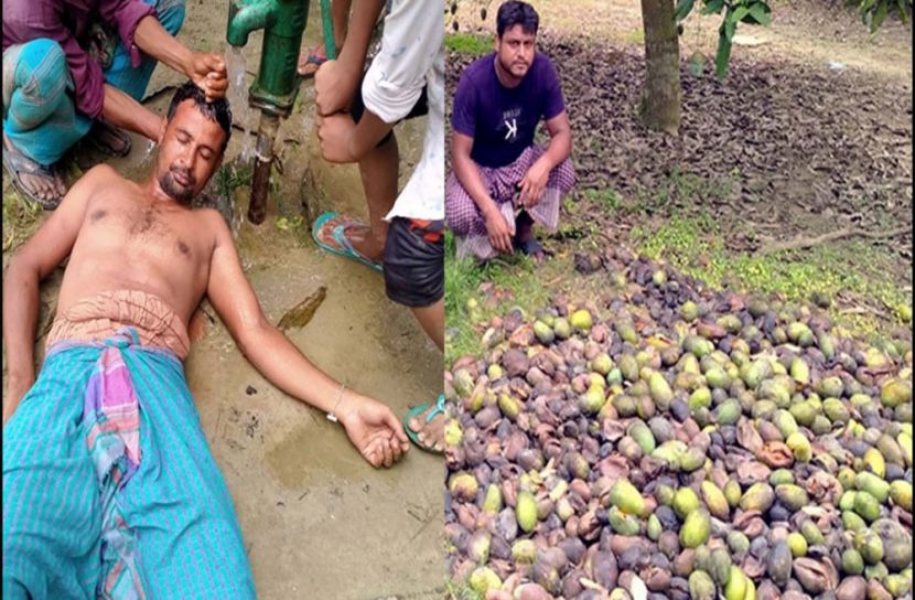 নষ্ট আম দেখে মুর্ছা গেলো চাষি