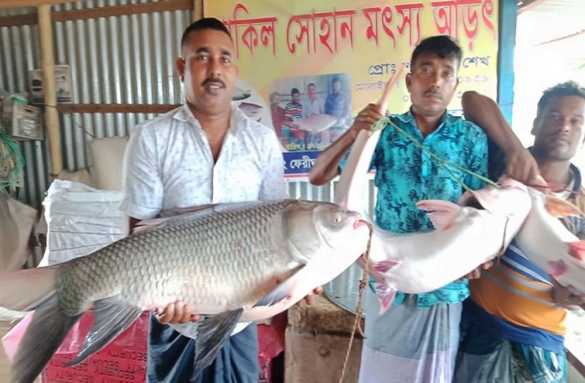 তিন মাছের দাম ৫৫ হাজার টাকা