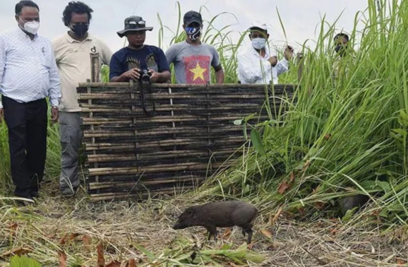 ছাড়া হলো বিশ্বের ক্ষুদ্রাকার ১২টি শূকর