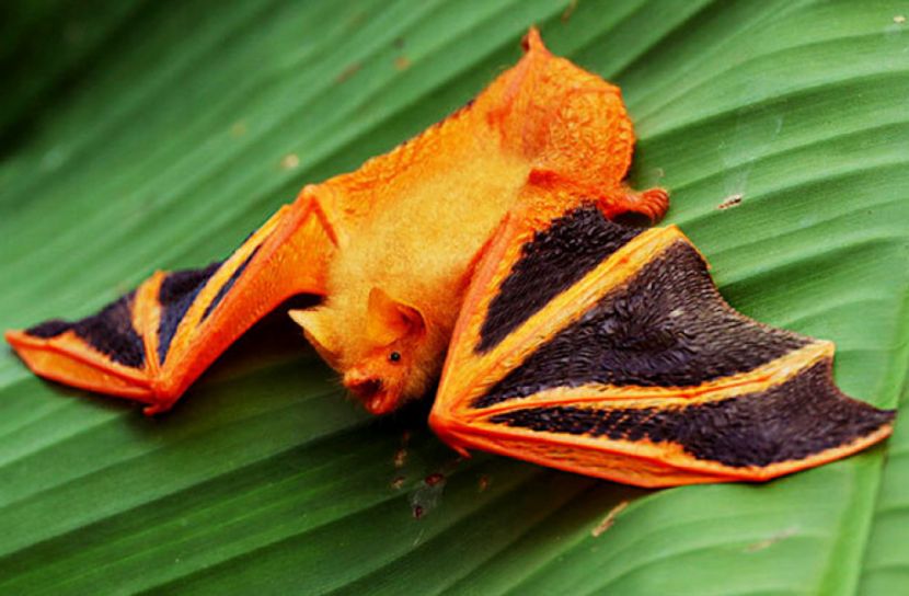 বিশ্বের সবচেয়ে সুন্দর বাদুড়ের সন্ধান