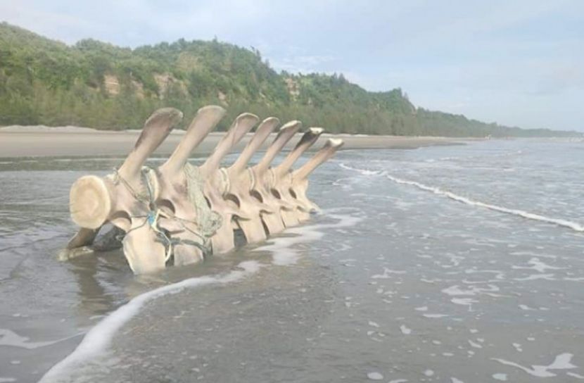 হিমছড়ি সৈকতে তিমির কঙ্কাল