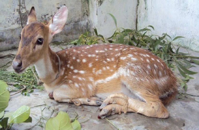 খাদ্য ও মিঠাপানির সংকটে লোকালয়ে বন্যপ্রাণী