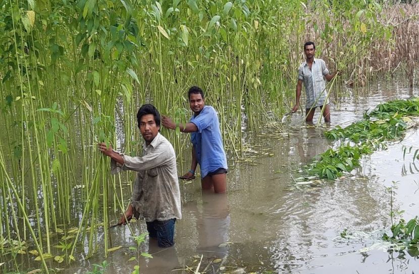 দাম নিয়ে শঙ্কায় পঞ্চগড়ের পাট চাষিরা 