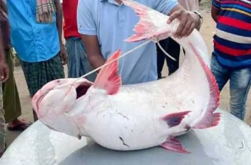 জেলের জালে ২১ কেজির পাঙ্গাস