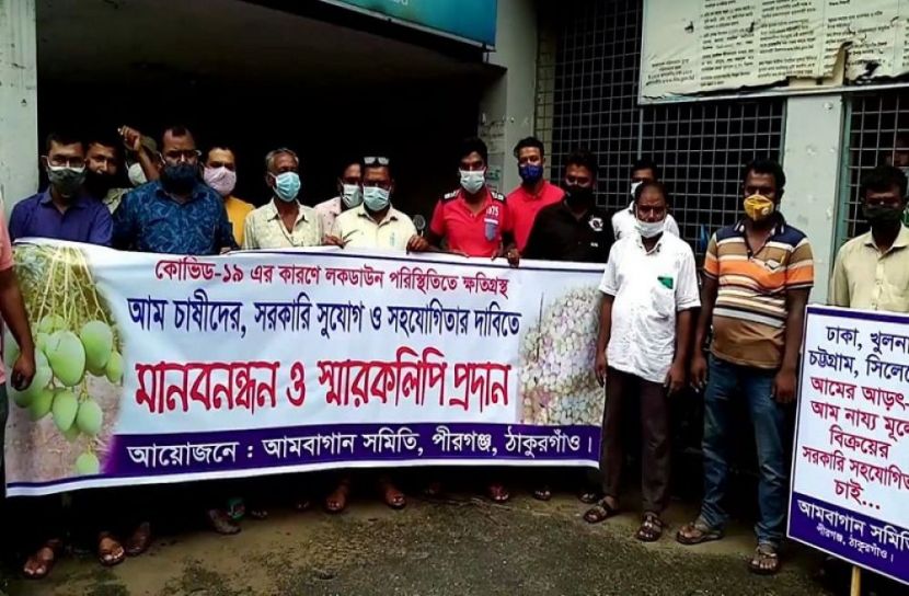 করোনায় ক্ষতিগ্রস্ত আম চাষিদের মানববন্ধন
