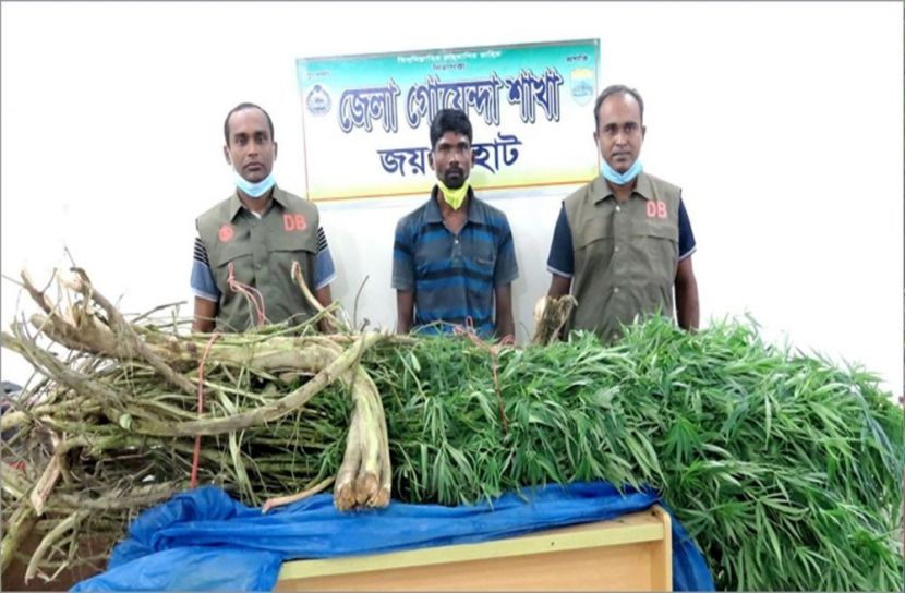পটলক্ষেতে গাঁজার গাছ, আটক ১