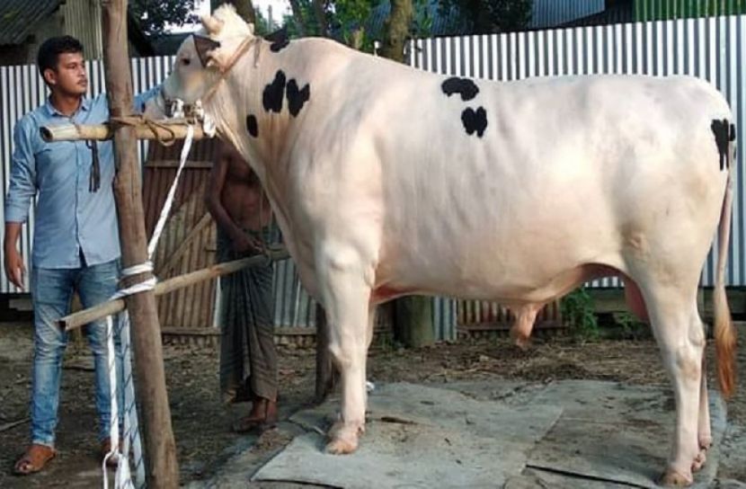 শাকিব খানের জন্য ১৩ লাখ টাকা চান জোবায়ের!