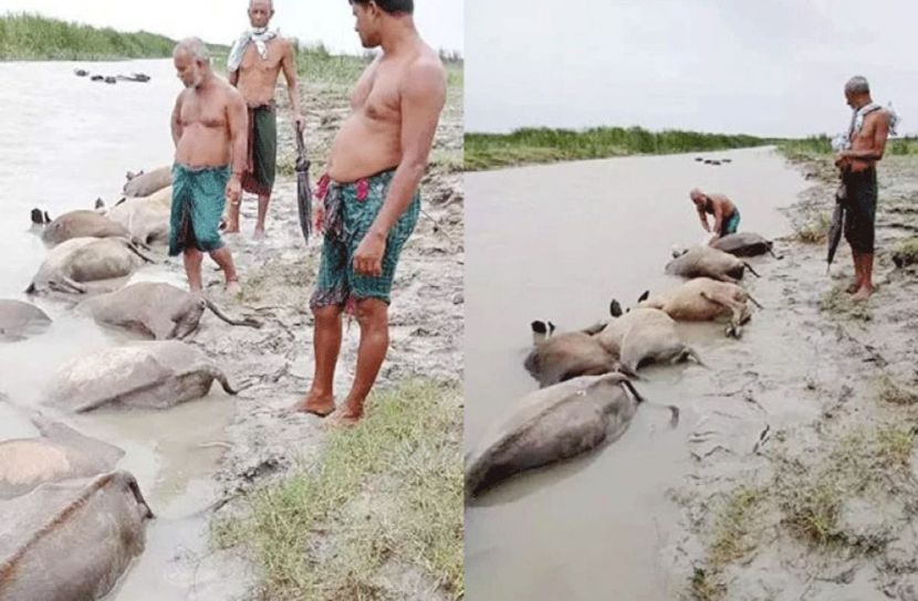 লক্ষ্মীপুরে বজ্রপাতে ১৯ মহিষের মৃত্যু