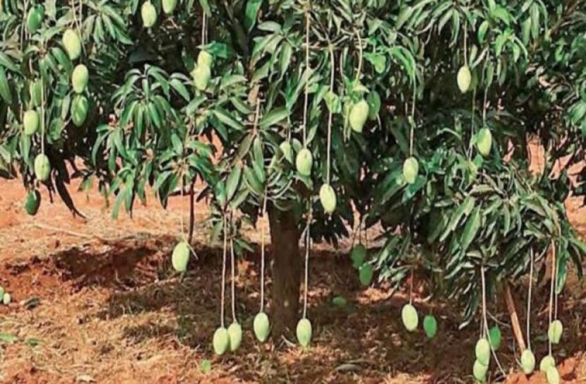 একটি গাছে ধরে ১২১ জাতের আম!