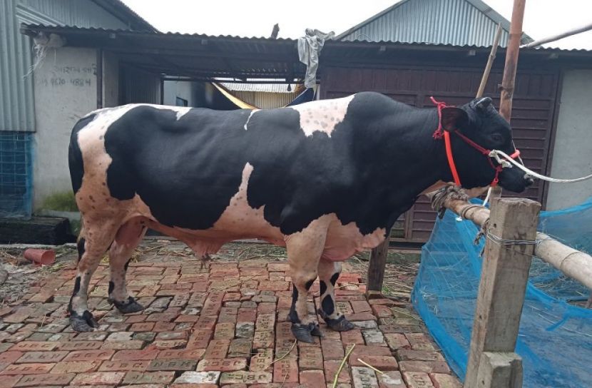 শের খানের দাম ৫ লাখ টাকা