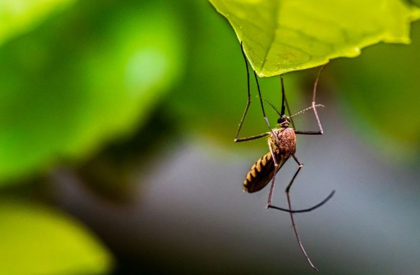 বাড়িয়ে নিন প্লাটিলেট