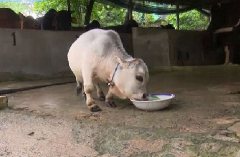 বিশ্বে সবচেয়ে ছোট গরু সাভারে