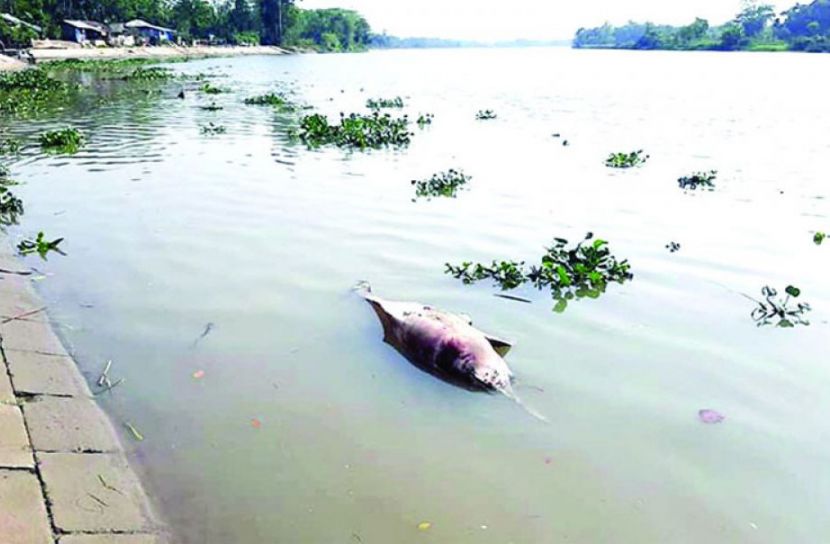 হালদা নদীতে ভেসে উঠল মৃত ডলফিন
