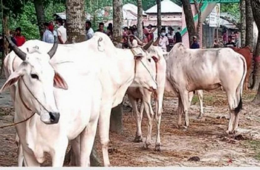 নীলফামারীতে অবৈধ পথে আসা ৬টি ভারতীয় গরু উদ্ধার