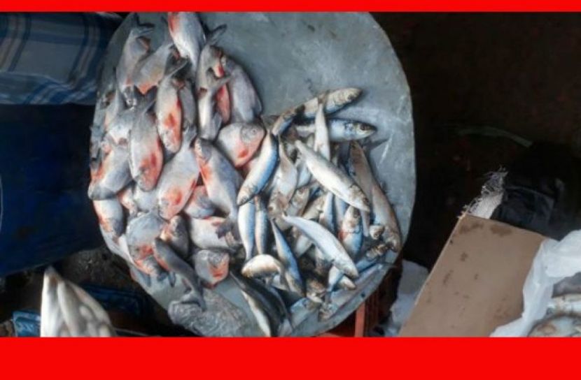 চট্টগ্রামে ৩৯ মণ মাছ জব্দ