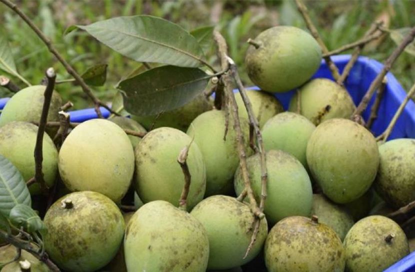 করোনায় হাড়িভাঙ্গা আমের বাজারে ধস