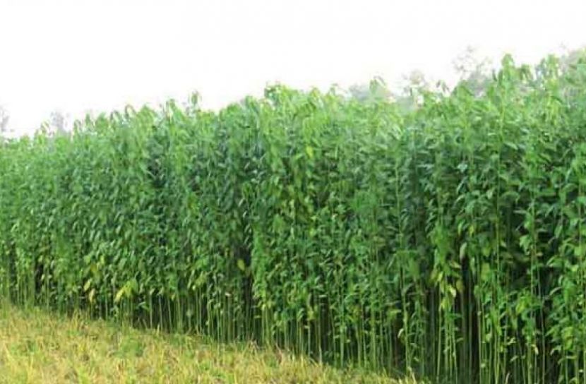 পাটের বাম্পার ফলনের সম্ভাবনা