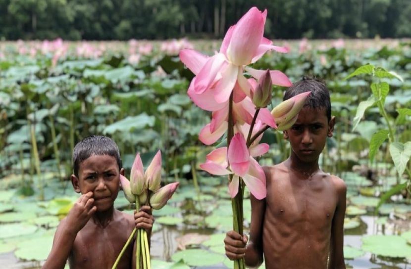 জাতীয় উদ্যান আলতাদীঘিতে পদ্মফুলের মেলা