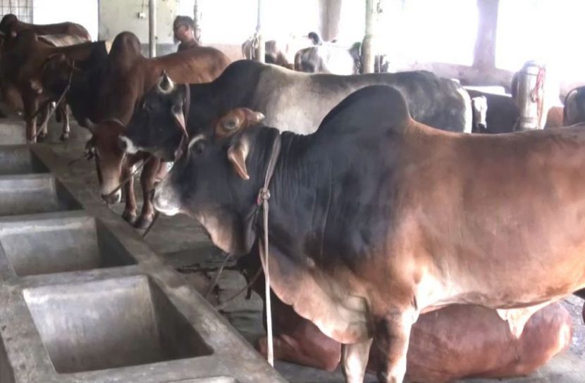 কোরবানির গরু নিয়ে দুশ্চিন্তায় খামারিয়া