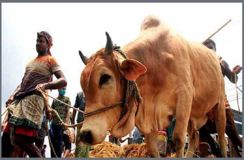 তিন পশুর হাট বাতিল করেছে ডিএসসিসি