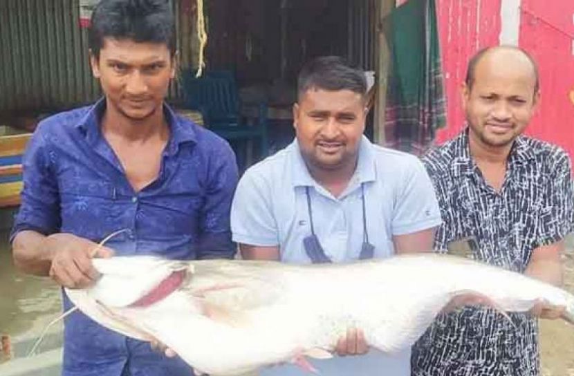রাজবাড়ীতে ধরা পড়ল ১৩ কেজির বোয়াল