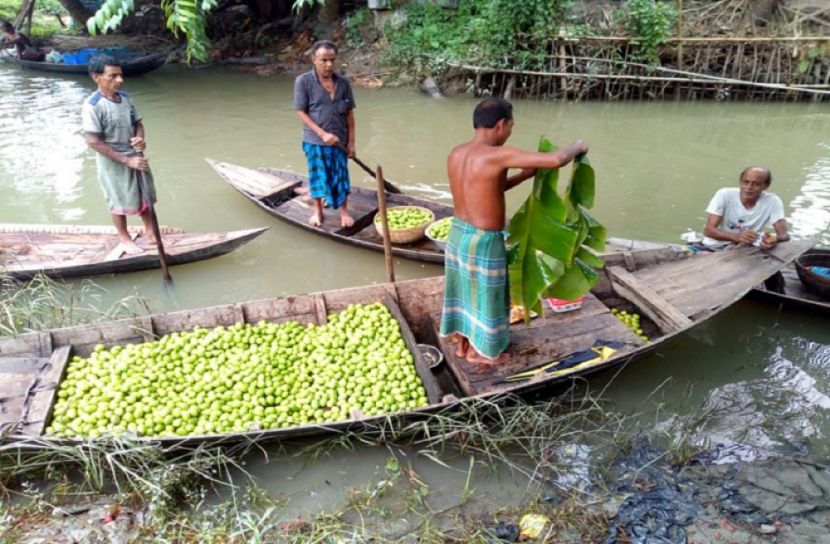 ঝালকাঠিতে ভাসমান হাটে ডিঙি নৌকায় লেবুর হাট